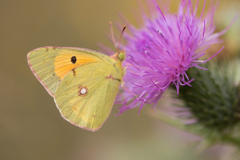 Le soufré (colias Hyale)