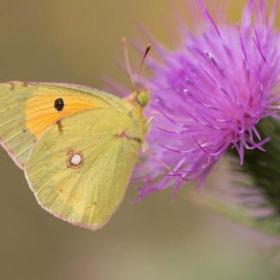 Le soufré (colias Hyale)