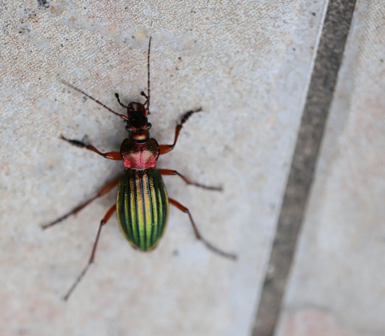   Carabe a reflet cuivre (carabus auronitens) 