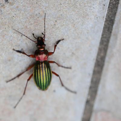   Carabe a reflet cuivre (carabus auronitens) 