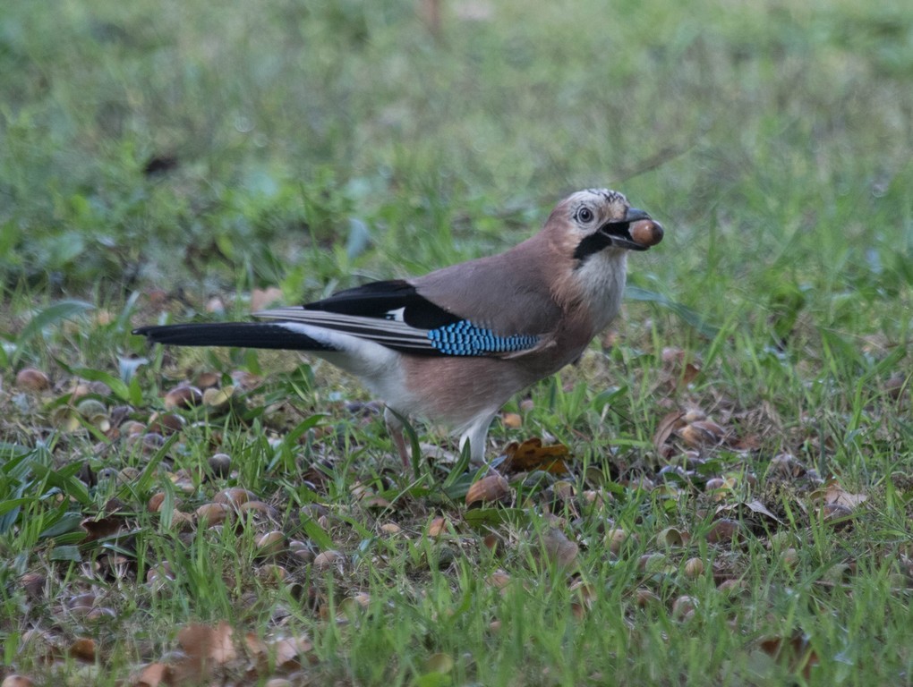  geai des chênes (Garrulus glandarius)