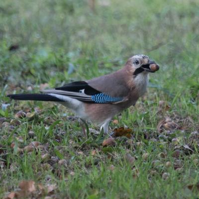  geai des chênes (Garrulus glandarius)