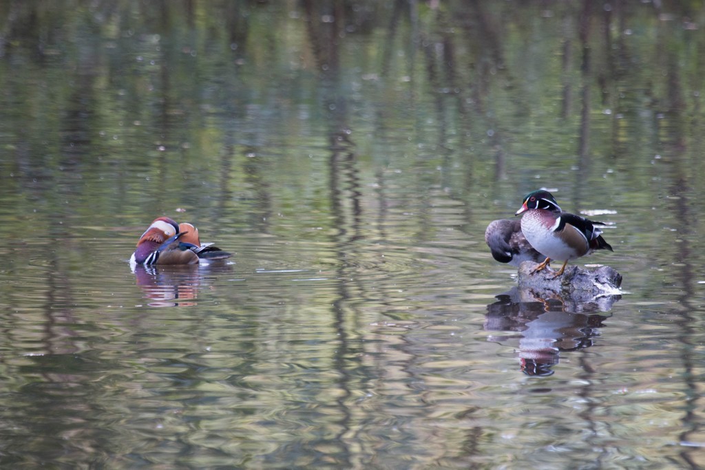 Canard mandarin (Aix galericulata)  et Carolin (Aix sponsa)