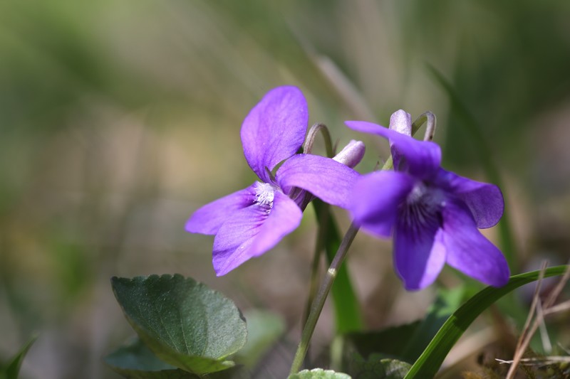 Violette de Rivinus (Viola riviniana)