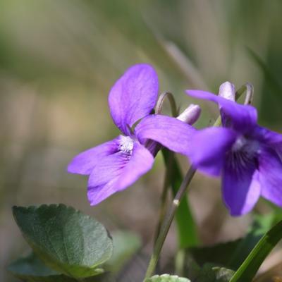 Violette de Rivinus (Viola riviniana)