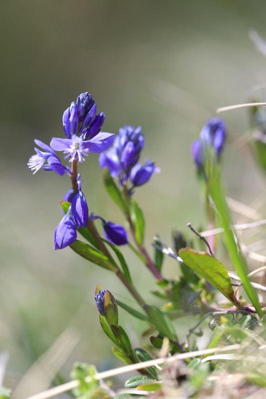 Polygala du calcaire (Polygala calcarea)