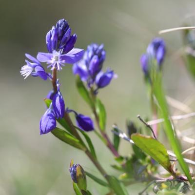 Polygala du calcaire (Polygala calcarea)