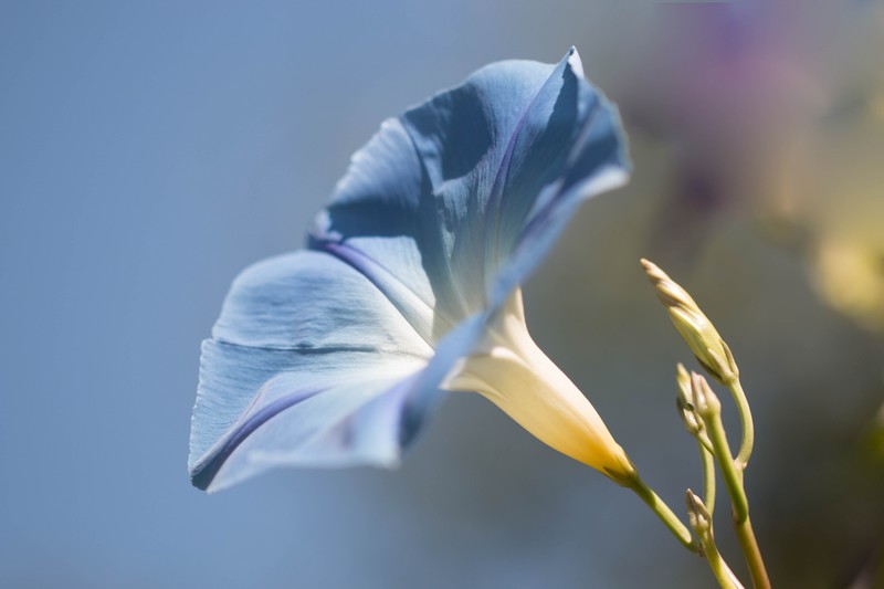 Gloire du matin ( Ipomoea tricolor)