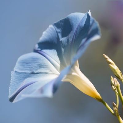 Gloire du matin ( Ipomoea tricolor)