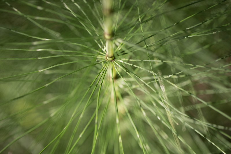 Prêle des champs (Equisetum arvense)