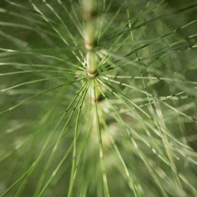 Prêle des champs (Equisetum arvense)