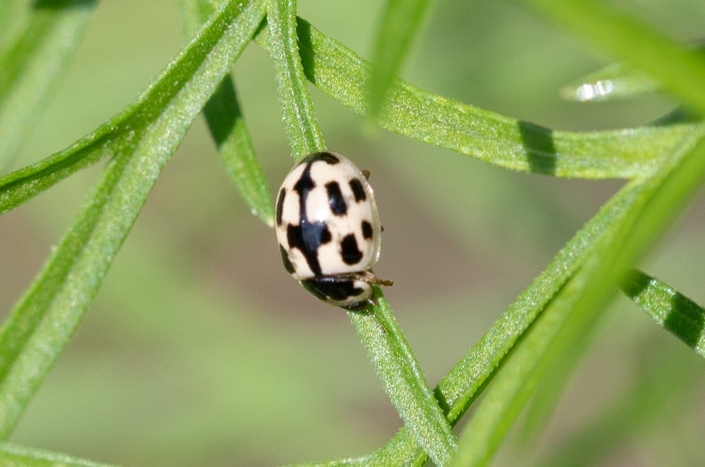   Coccinelle à damier (propylea quatuordecimpunctata)