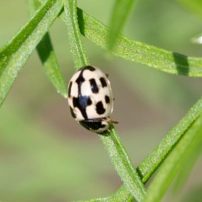   Coccinelle à damier (propylea quatuordecimpunctata)