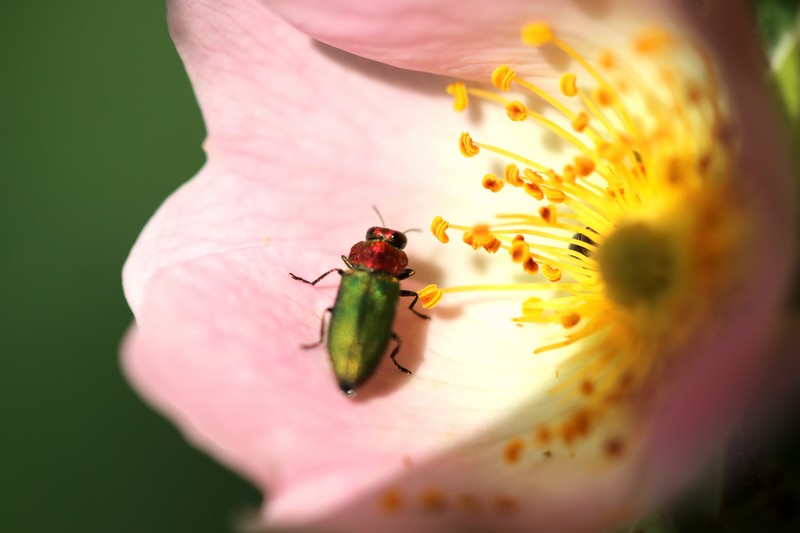 Anthaxie brillante ( Anthaxia nitidula)