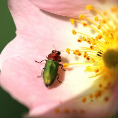 Anthaxie brillante ( Anthaxia nitidula)