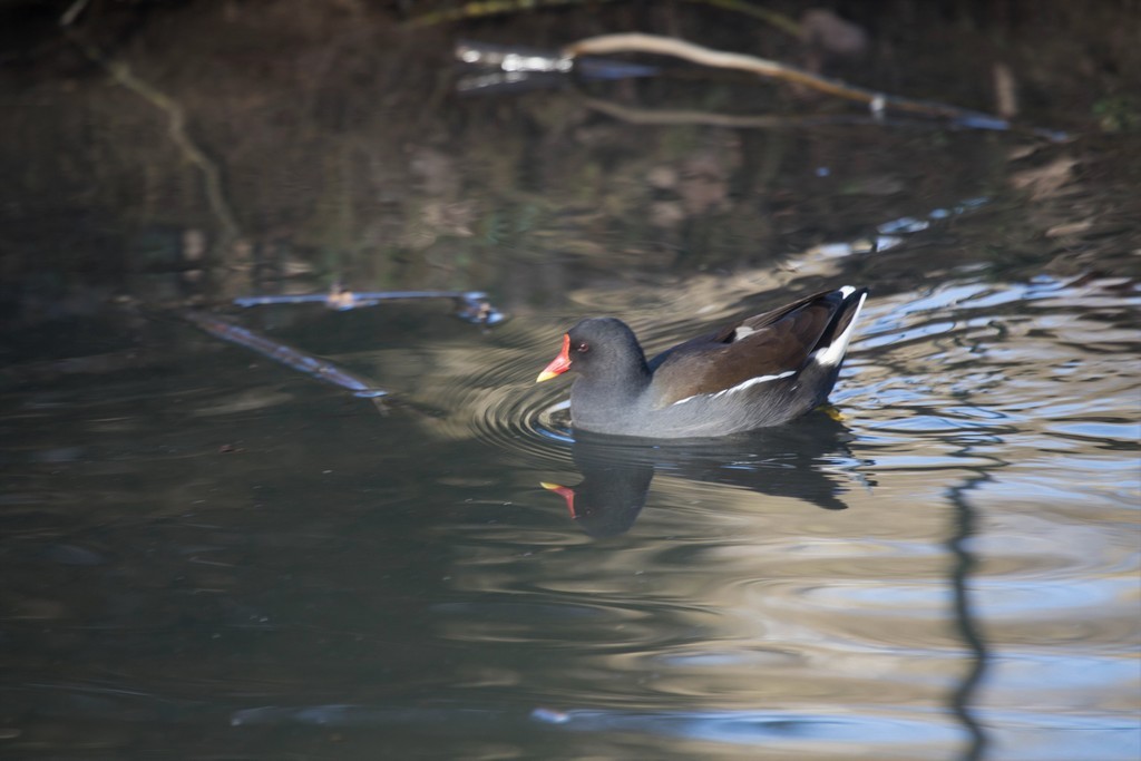 Gallinule  Poule d'eau (Gallinula Chloporus)