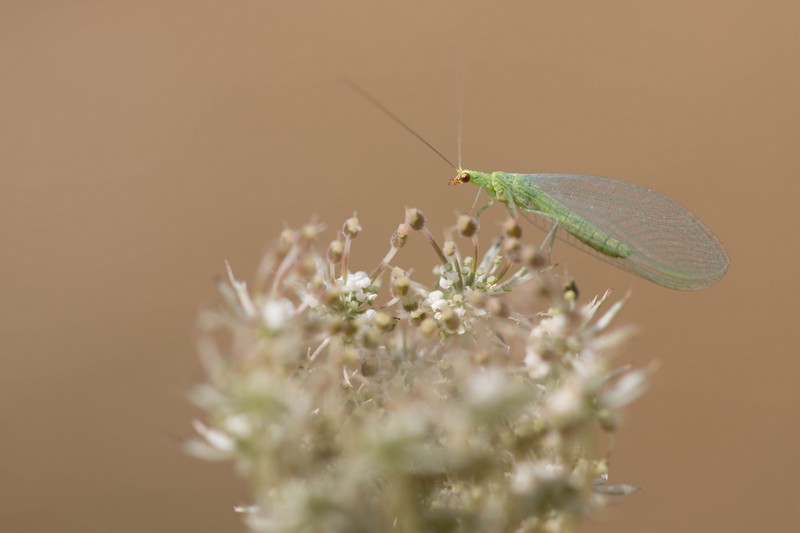 Chryspope verte (Chrysoperla carnea)