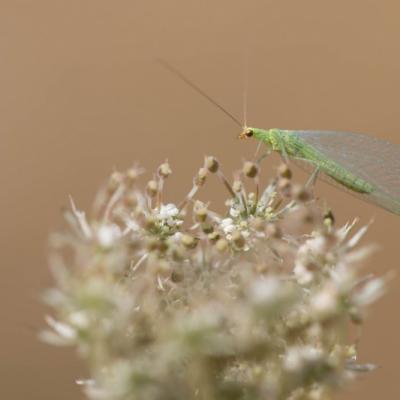 Chryspope verte (Chrysoperla carnea)