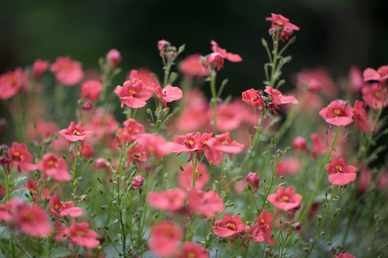 Diascia rigescens