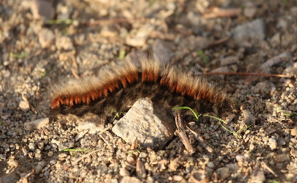  Bombyx de la ronce  (macrothylacia rubi)  