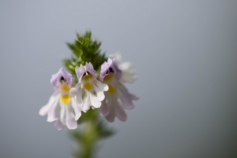 Euphraise (Euphrasia)