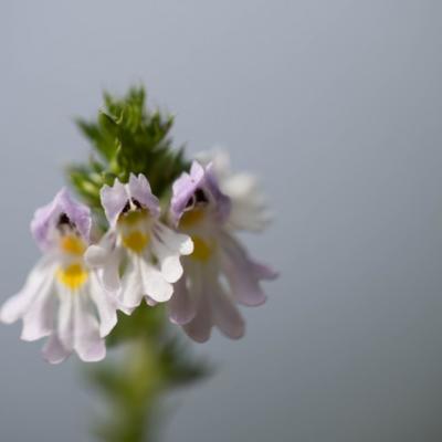 Euphraise (Euphrasia)