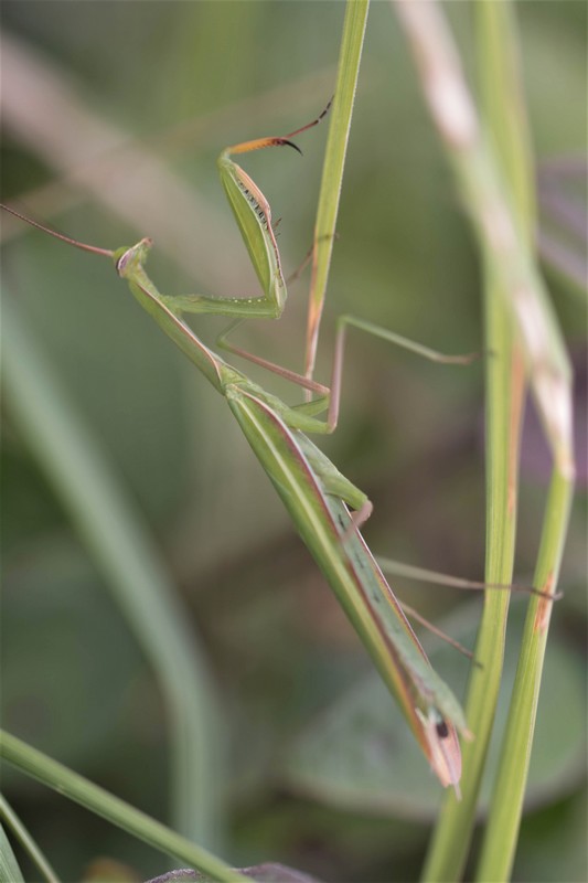 Mante religieuse (Mantis religiosa)