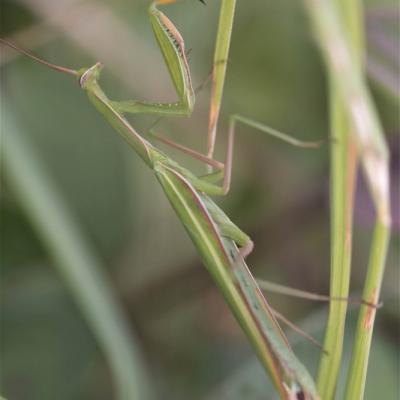 Mante religieuse (Mantis religiosa)