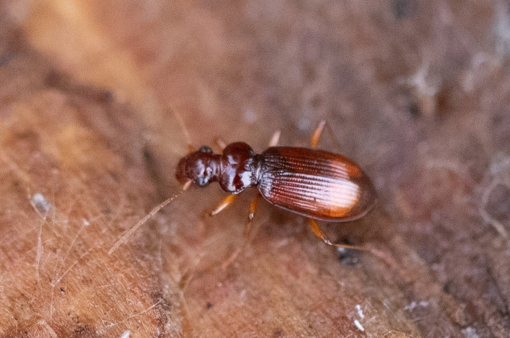 Leistus ferrugineus