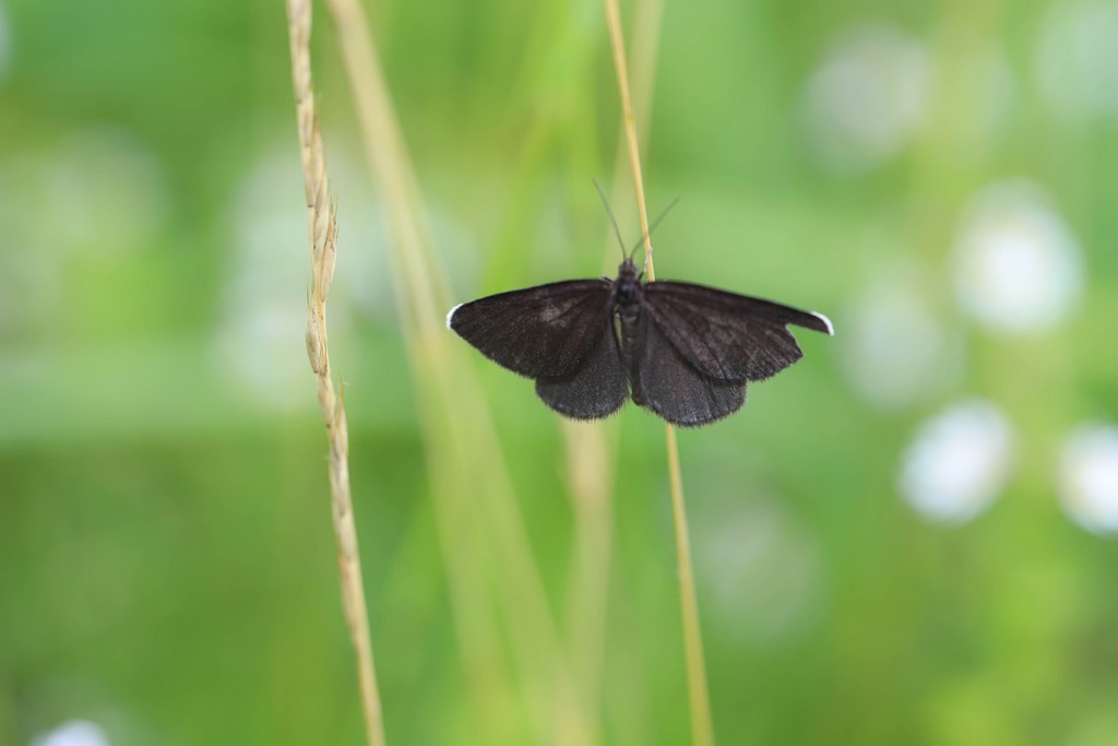 Le ramoneur (odezia atrata )