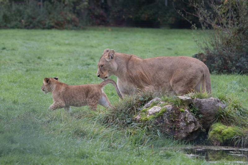 Parc des félins, France