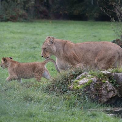 Parc des félins, France