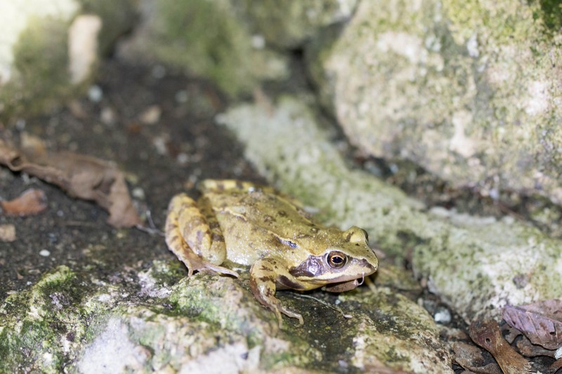 Grenouille rousse