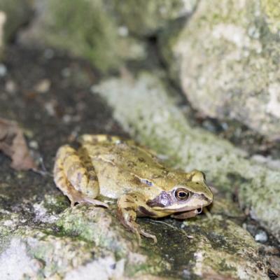 Grenouille rousse