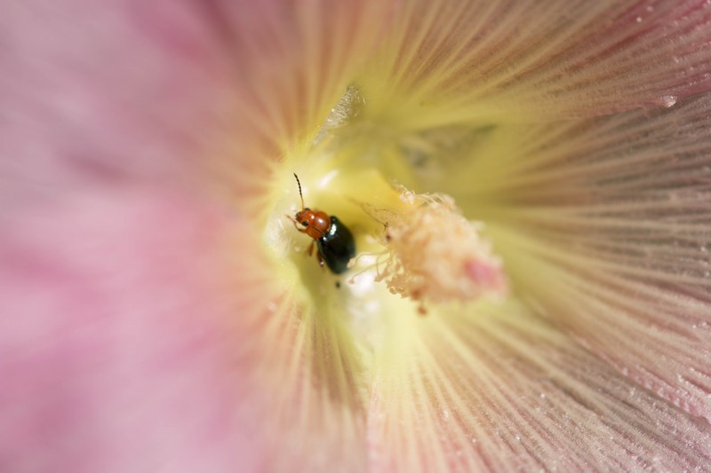 Altise des Mauves ( Podagrica fuscicornis)