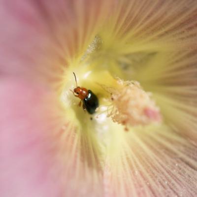 Altise des Mauves ( Podagrica fuscicornis)