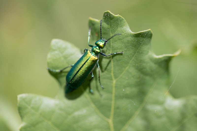 Coléoptère vert de l'oseille ( Gastrophysa viridula)