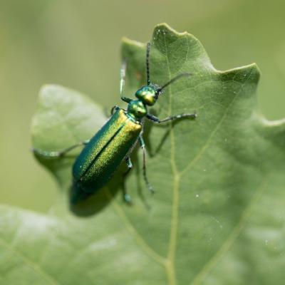 Coléoptère vert de l'oseille ( Gastrophysa viridula)