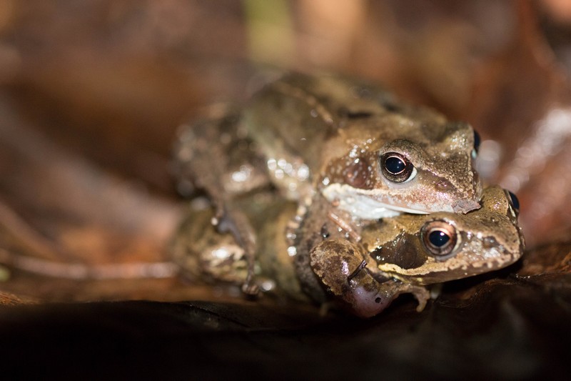 Grenouilles rousses