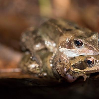 Grenouilles rousses