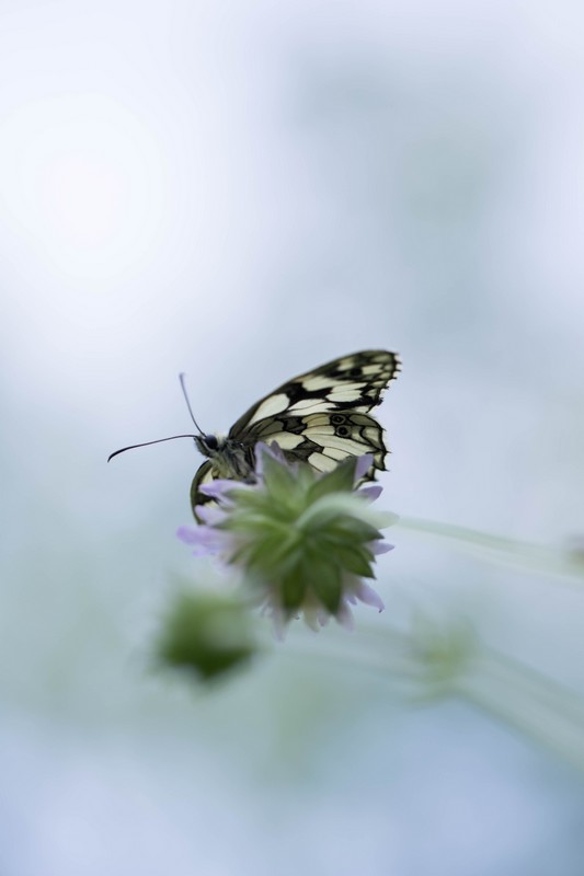 Demi-deuil (Melanargia galathea)