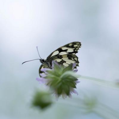 Demi-deuil (Melanargia galathea)