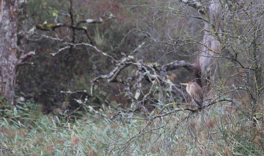 Héron pourpré (Ardea pururea)