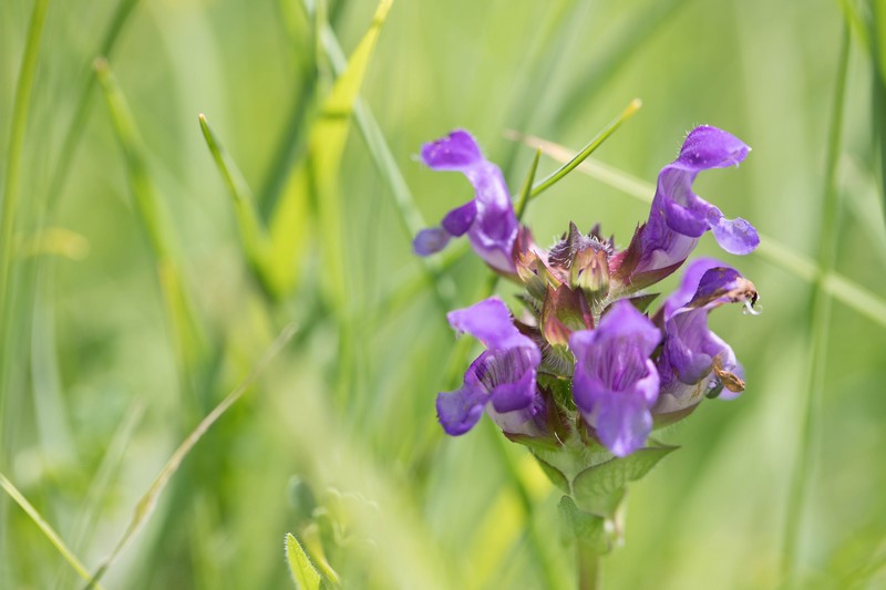 Brunelle commune (Prunella vulgaris)