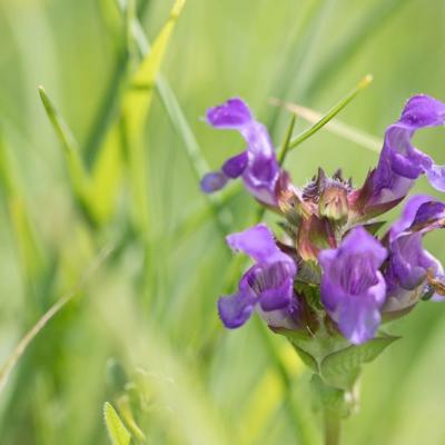 Brunelle commune (Prunella vulgaris)