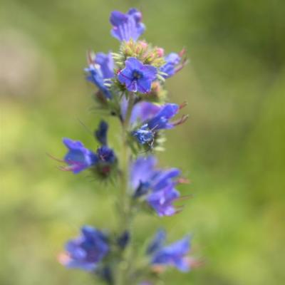 Vipérine commune (Echium vulgare)