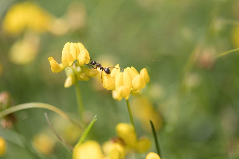   Fourmi (Formicidae)