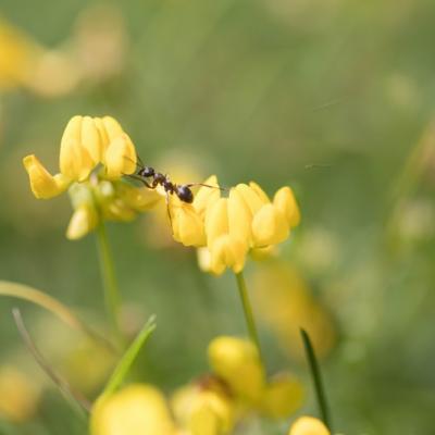   Fourmi (Formicidae)