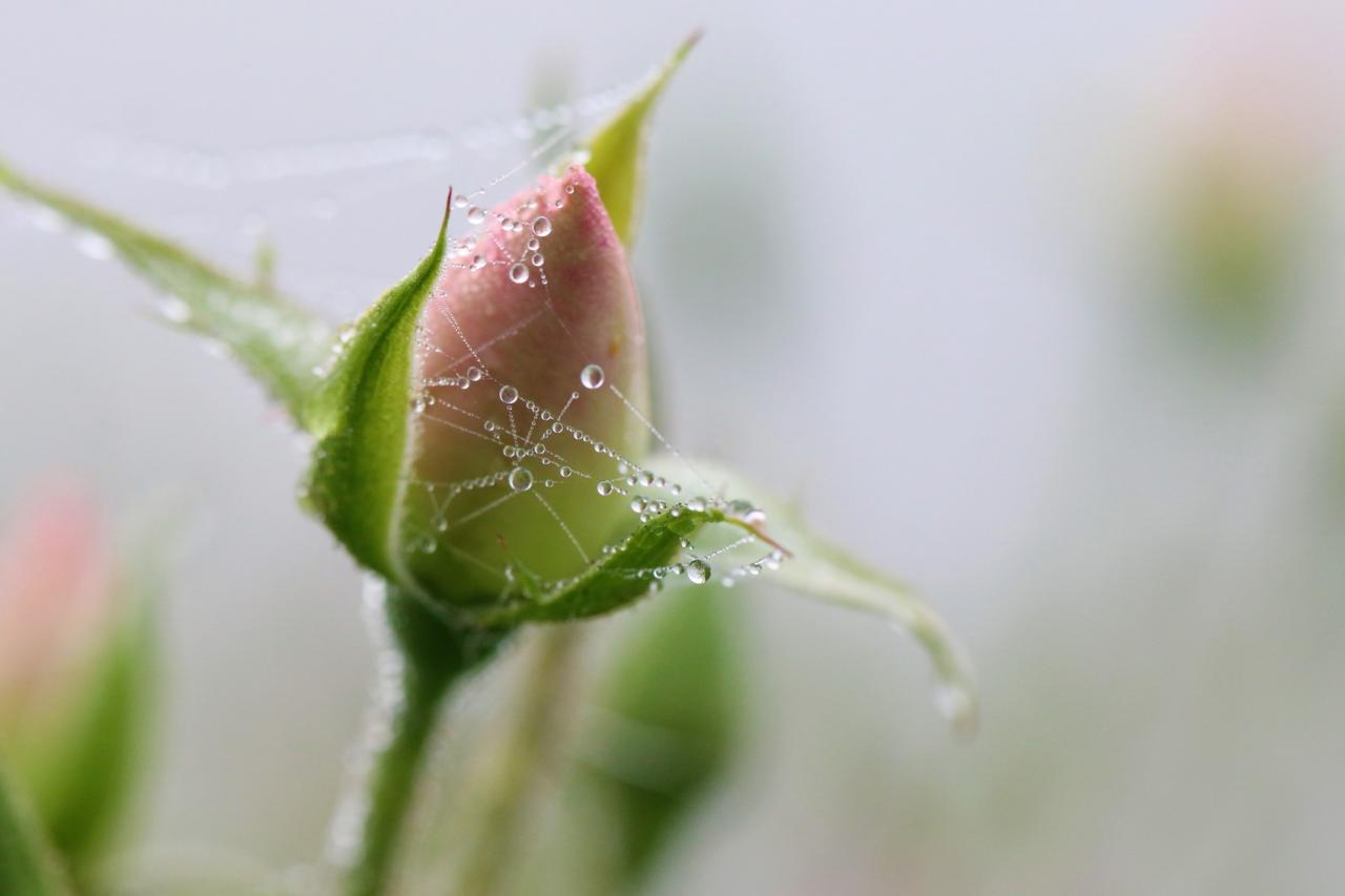 Bouton de rose perlé