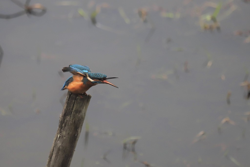  Martin pêcheur d'Europe (Alcedo atthis)